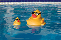 Game - Pool Chlorinator - Derby Duck - Item #4002